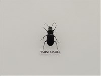 藏品(鞘翅目(一))的圖片